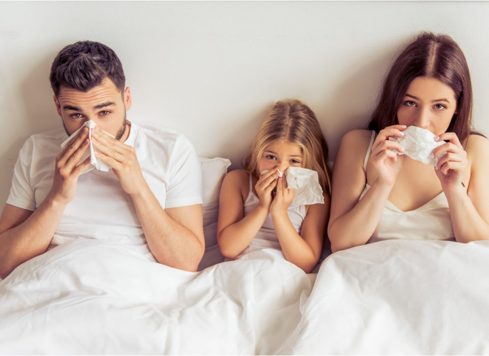 GANODERMA LUCIDUM IMPROVES ALLERGIC RHINITIS