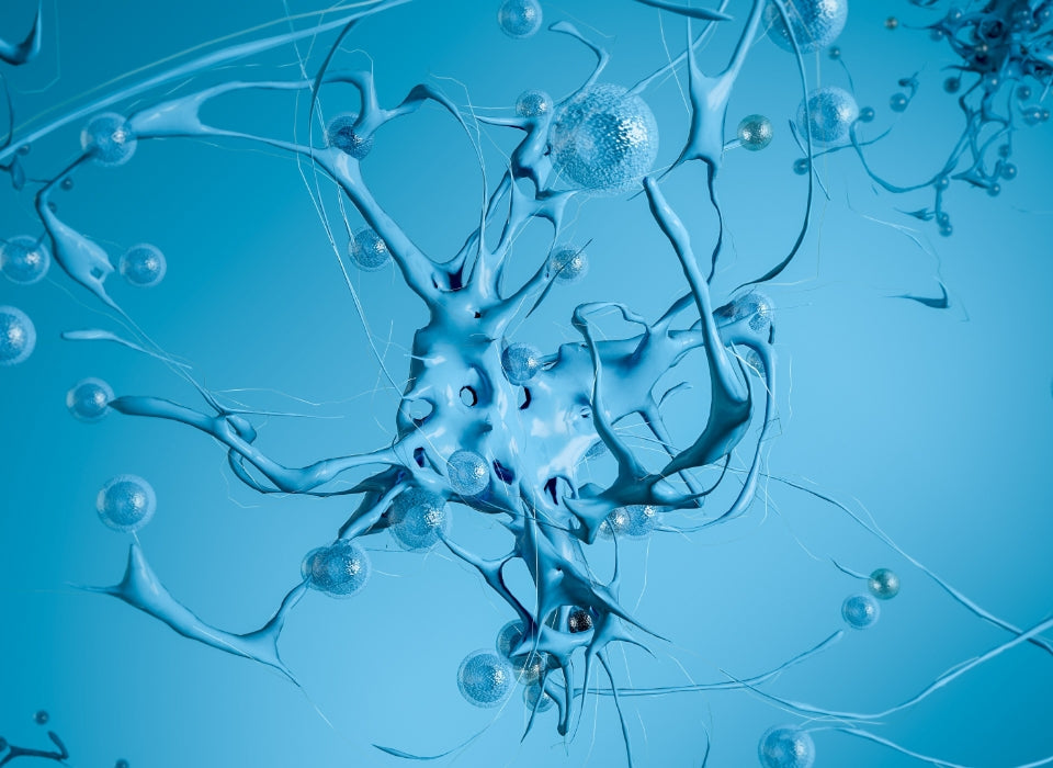 HYPOTENSIVE AND NEUROMETABOLIC EFFECTS OF REISHI WATER EXTRACT