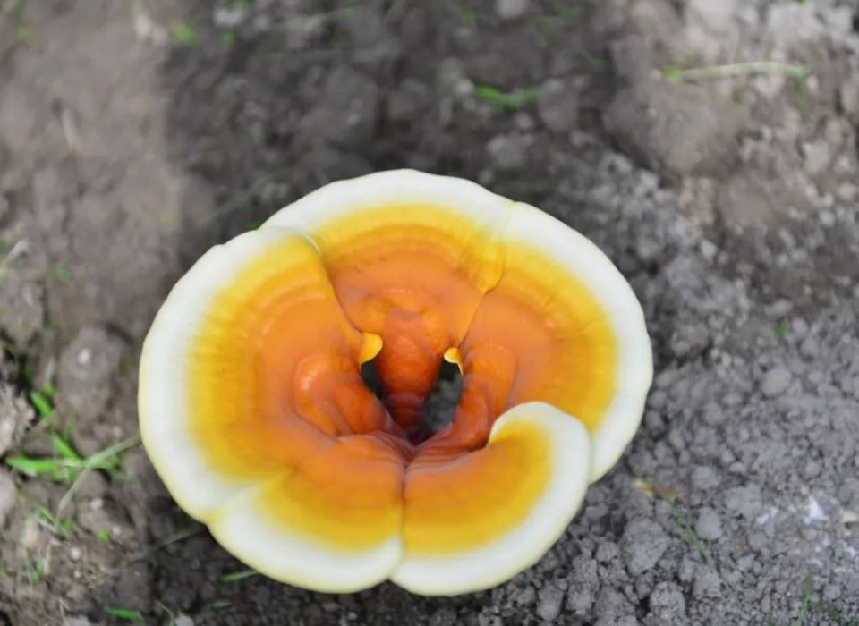 REISHI CAN TONIFY QI AND SOOTHE THE NERVES