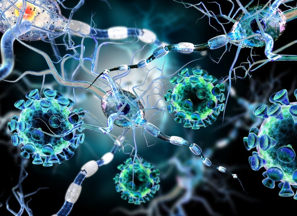 ANTICANCER EFFECTS OF GANODERMA LUCIDUM TRITERPENOIDS IN VIVO