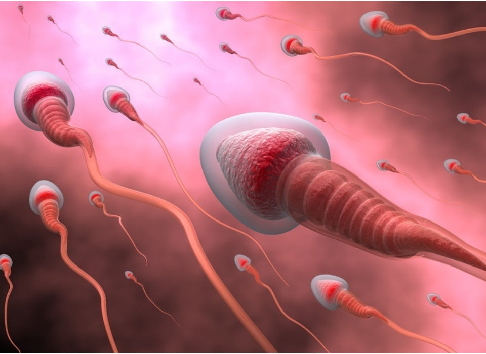 G. LUCIDUM ETHANOL EXTRACT HELPS PROTECT TESTICLES AND SPERM