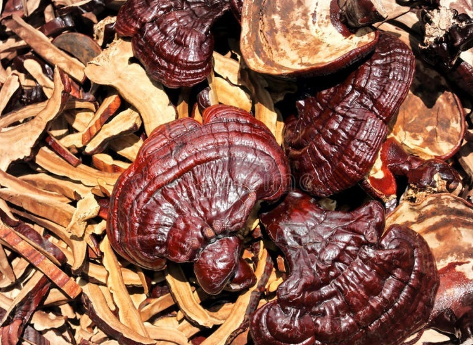 COMBINED EFFECTS OF REISHI EXTRACT AND SPORODERM-BROKEN SPORES