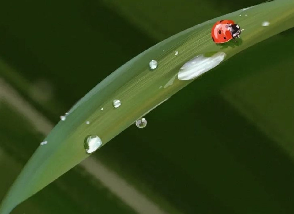 HOW TO MAINTAIN HEALTH IN WHITE DEW?