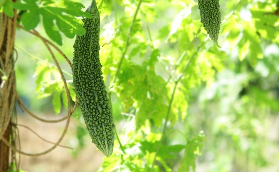THE 3 APPROPRIATES AND 3 INAPPROPRIATES DURING GRAIN BUDS