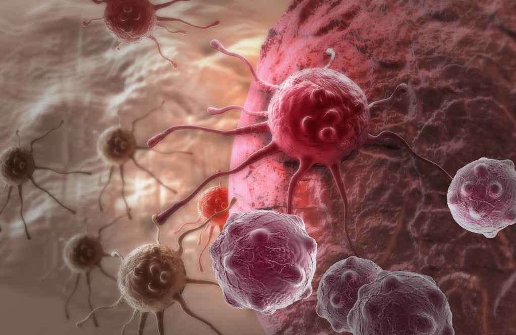 GANODERMA LUCIDUM TRITERPENES HELP REDUCE THE CANCER RISK