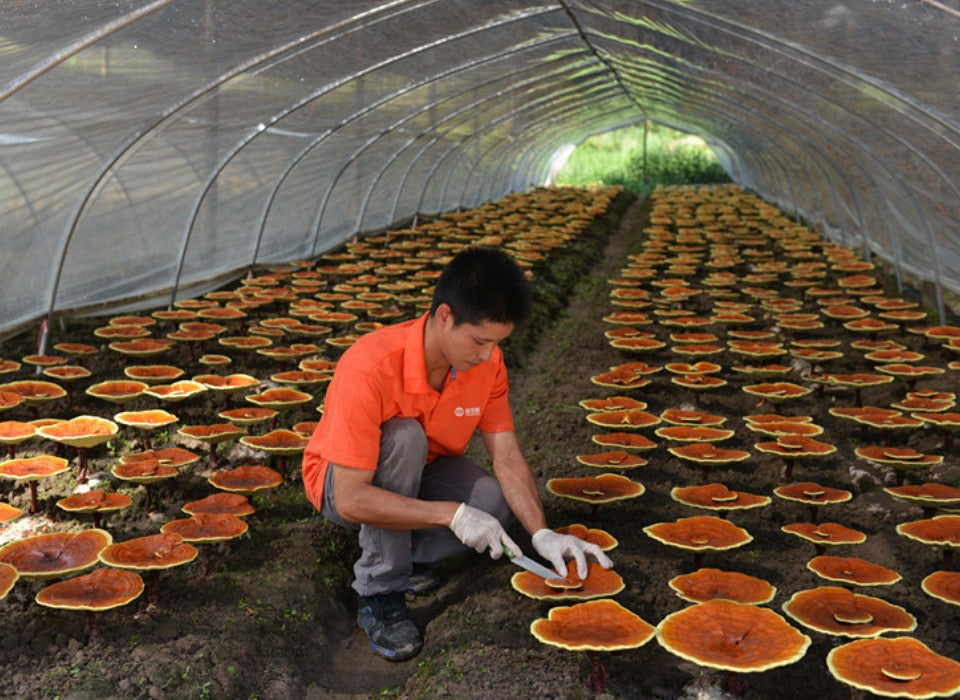 TAKE MORE REISHI MUSHROOM TO PROTECT THE LIVER IN SPRING