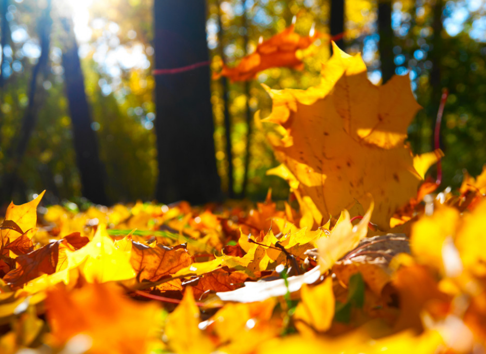 PREVENT AND FIGHT CANCER AT BEGINNING OF AUTUMN