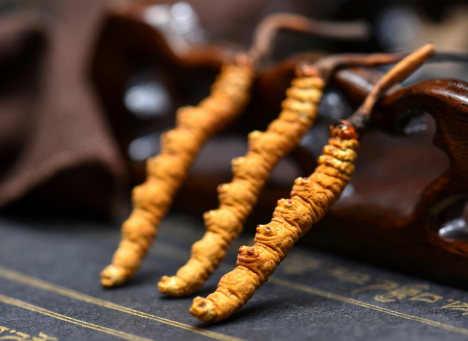CORDYCEPS SINENSIS MYCELIUM