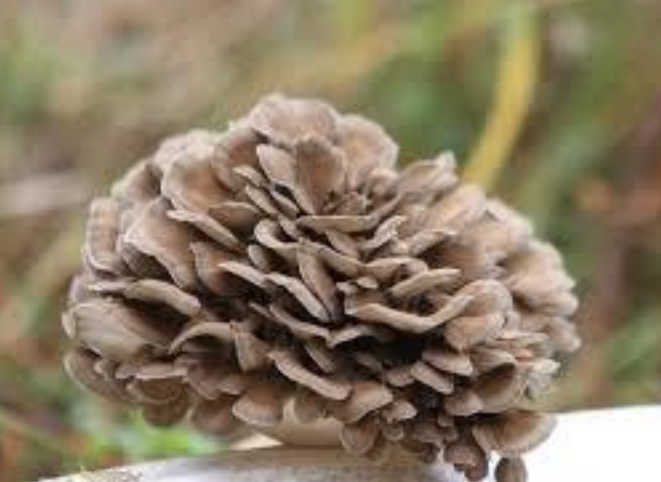 GRIFOLA FRONDOSA