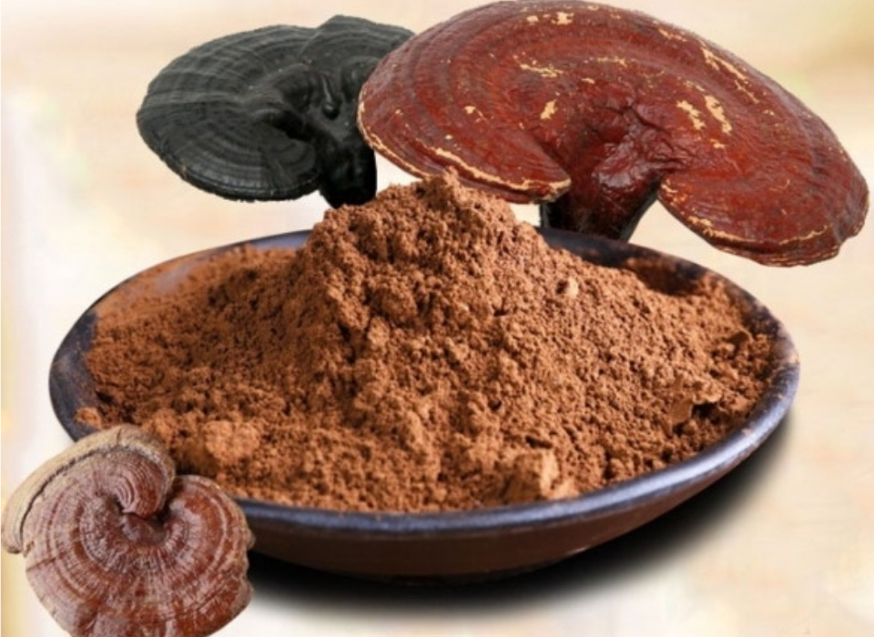 PHARMACOLOGICAL ACTION OF GANODERMA LUCIDUM