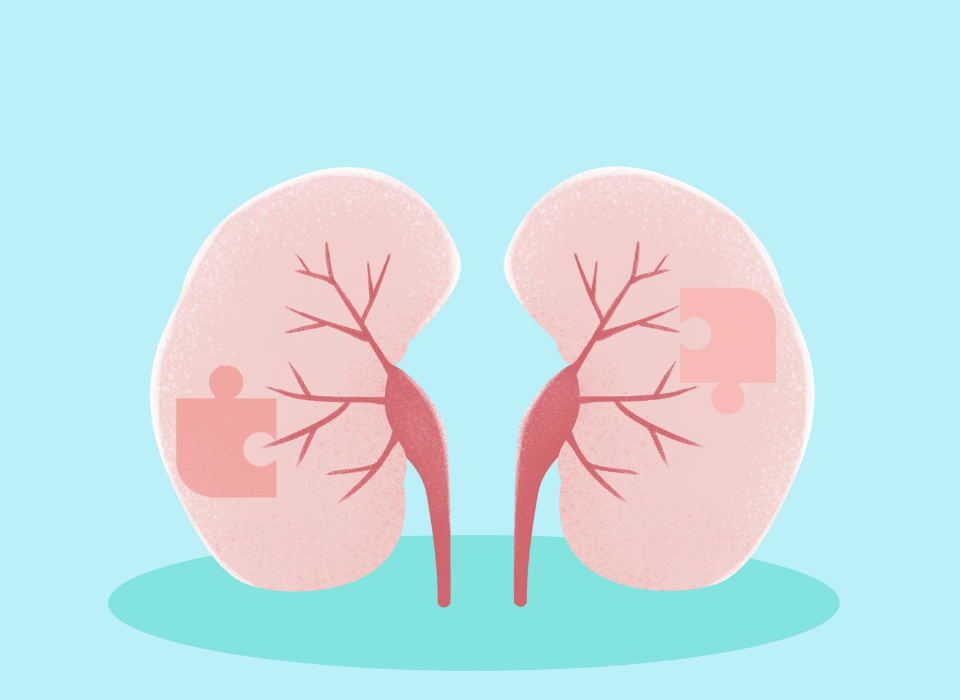 LINGZHI MAY IMPROVE DRUG-INDUCED NEPHROTOXICITY