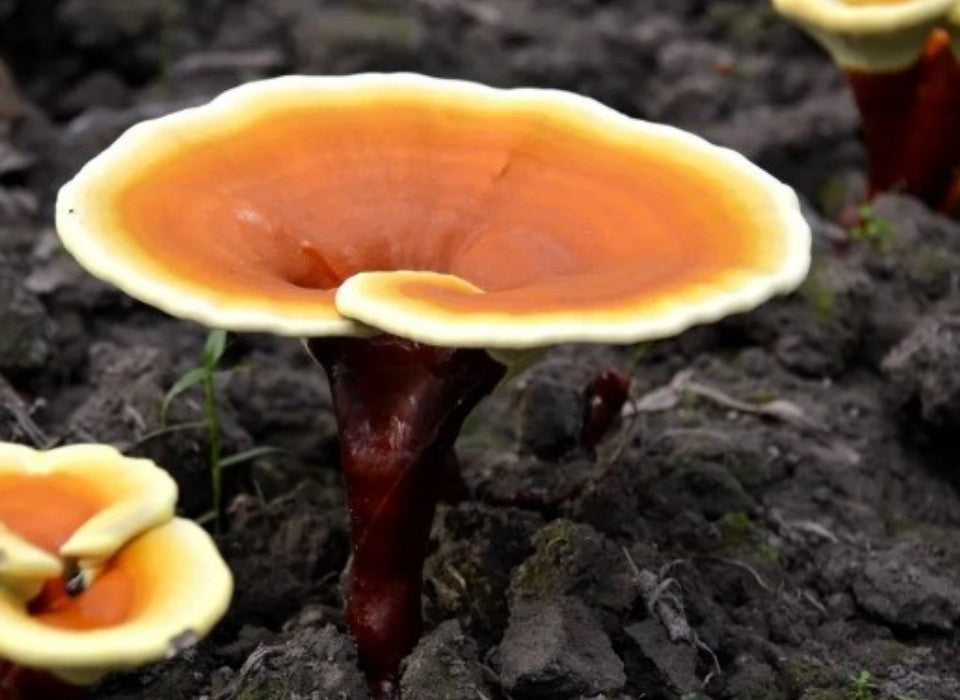GANODERIC ACID A IS THE MAIN COMPONENT OF GANODERMA LUCIDUM TRITERPENES WHICH CAN PROTECT THE KIDNEY