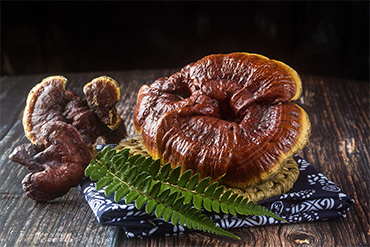 Why is Reishi Bitter, but Reishi Spore Powder Not?