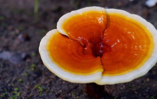 reishi