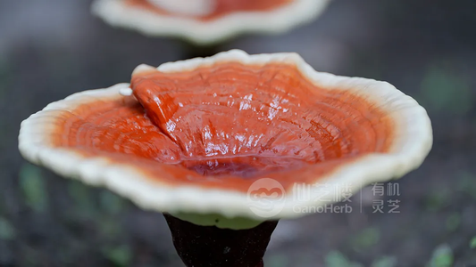 reishi