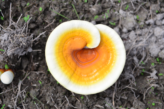 Reishi