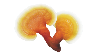 Reishi mushroom