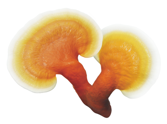 Reishi Spore Powder
