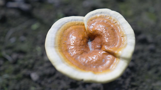 Reishi