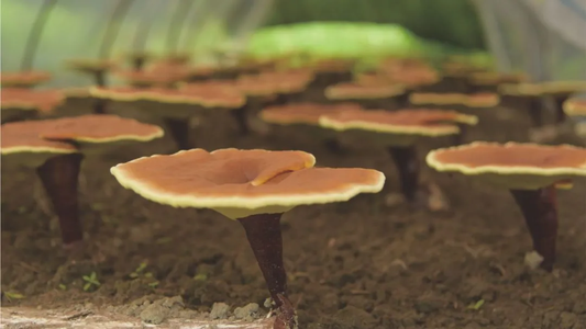 Cheers to Those Who Choose Reishi Spore Powder This Summer