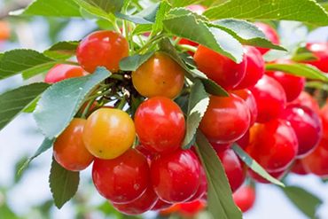 Early Summer Wellness: Support & Replenish