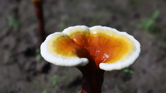 Reishi