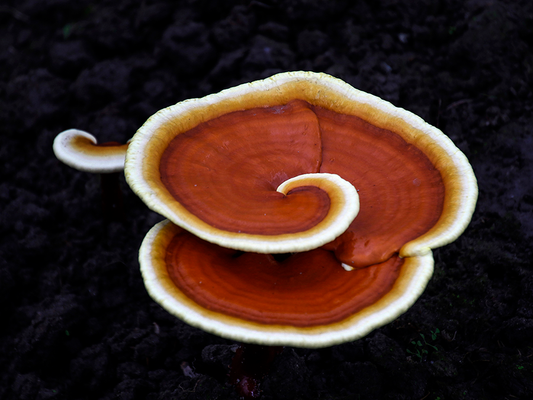 Ganoderma lucidum as Part of a Healthy Lifestyle