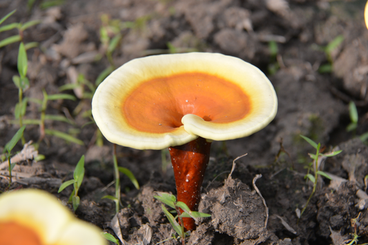 Reishi Coffe