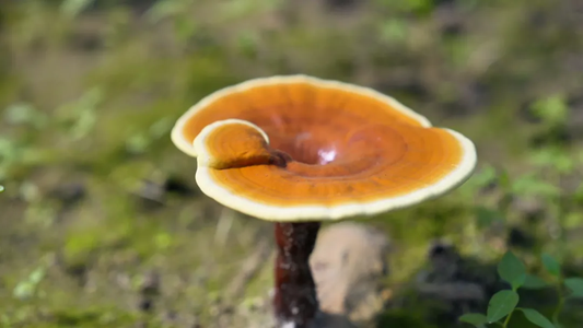 Reishi