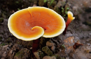reishi mushroom