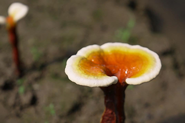 Reishi and Lycopene supplements for Everyday Wellness