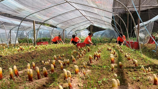 Advantages of Reishi Cultivation in the Wuyi Mountains