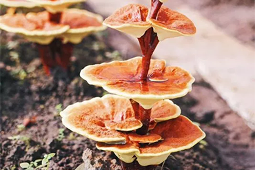 Finding Your Effective Dosage of Reishi
