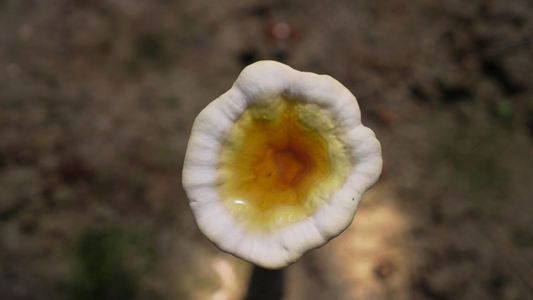 Seasonal Wellness: Reishi for Everyday Wellness Support