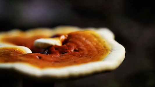 Reishi mushroom
