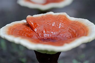 Reishi You Can Trust!