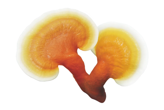 Spring Liver Care: 3 Reishi Water Pairings