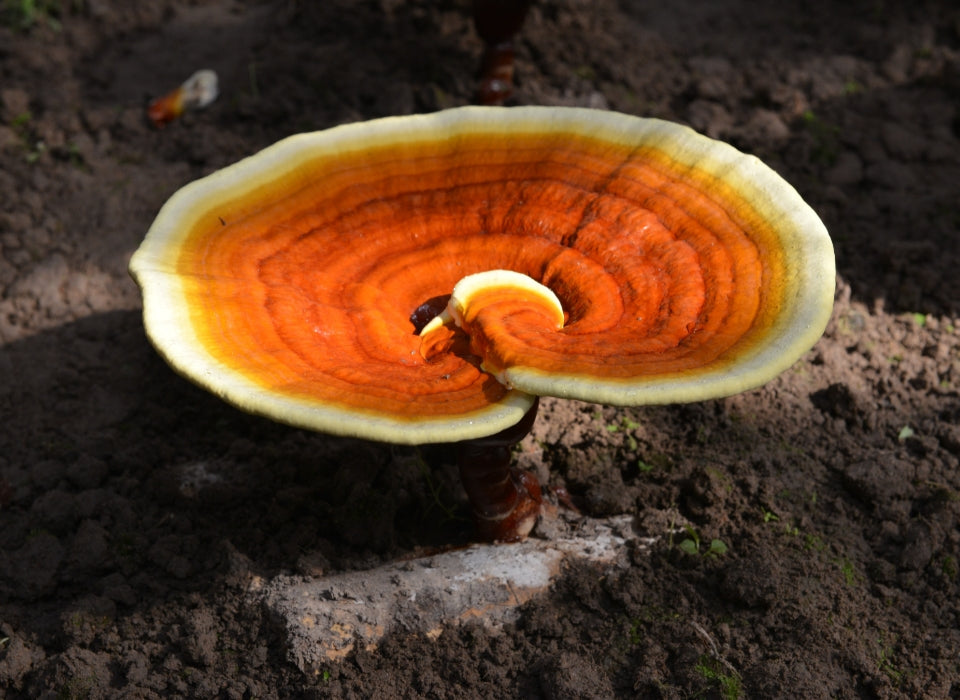 REISHI,THE FUNGUS OF CHOICE FOR PREVENTION&TREATMENT OF COVID-19