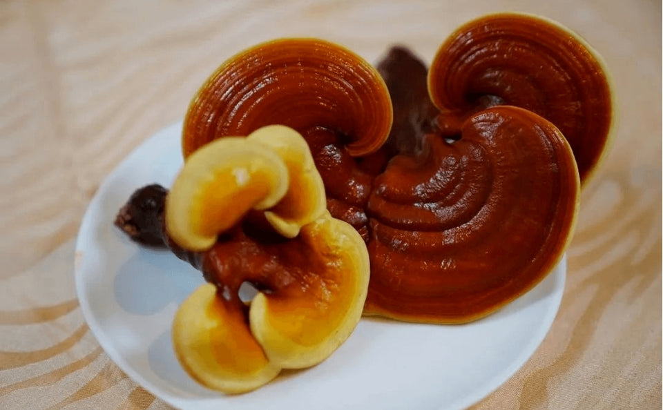 HOW DO DIFFERENT GROUPS OF PEOPLE EAT REISHI MUSHROOM?