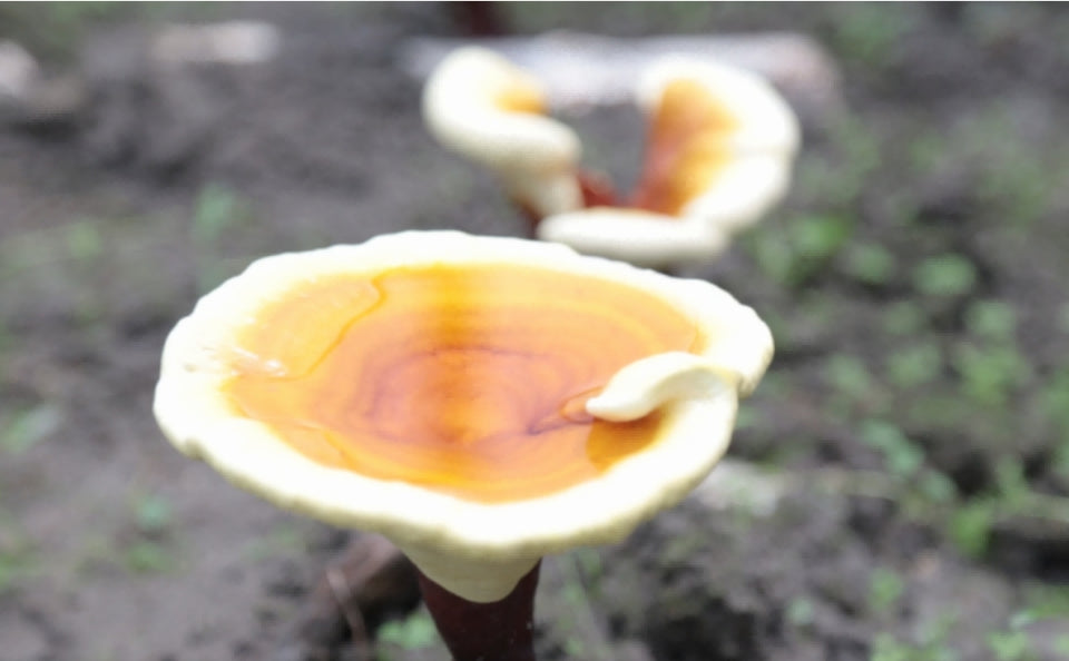 THE MEDICINAL USE OF REISHI DATES BACK TO 6800 YEARS AGO