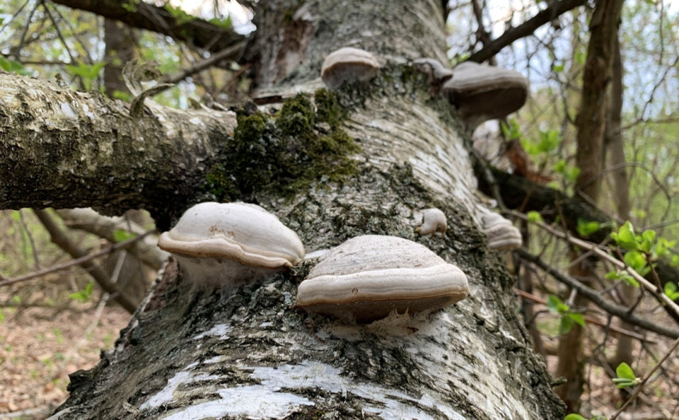 IS THE “GANODERMA” THAT GROWS ON THE TREE EDIBLE?