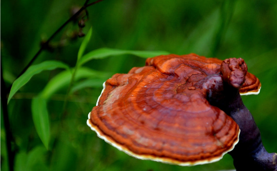 REISHI SPORE POWDER FOR AD: DIVERSE METHODS, VARYING EFFECTS