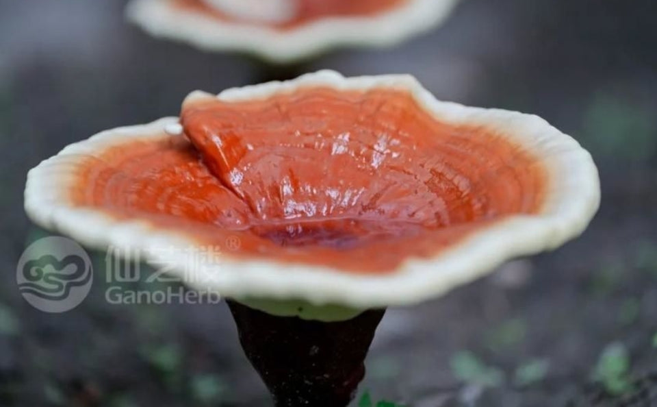 THE LATEST GORGEOUS REISHI PICTURES HAVE BEEN RELEASED