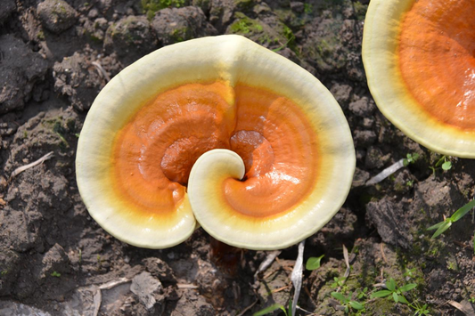 Reishi mushroom