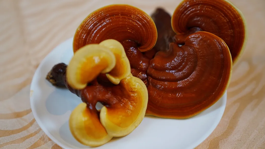 Lingzhi
