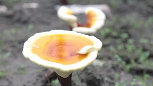Reishi mushroom