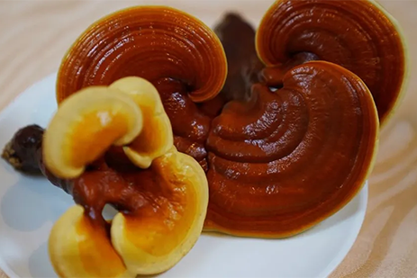 Behind the Scenes: The Rigorous Path to Quadruple Organic Certification for Reishi