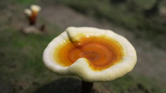 reishi mushroom