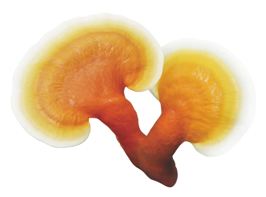 reishi mushroom supplement