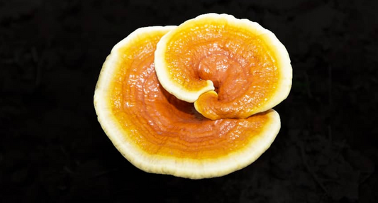 reishi spore powder